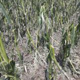 Crop Damage