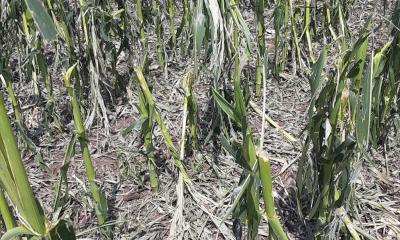 Crop Damage
